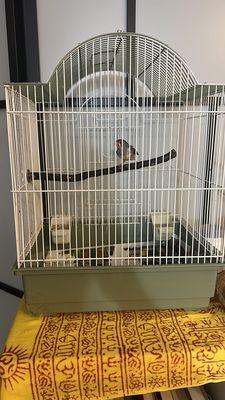 My flinch chilling at my place relaxing