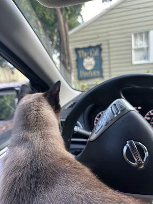 Cat Doctors
