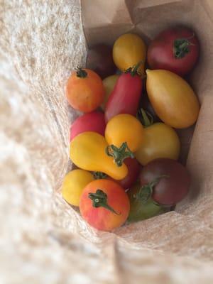 Heirloom tomatoes grown from seed-amazing! I think she said she has a selection of 15 or 16 kinds. Fantastic.