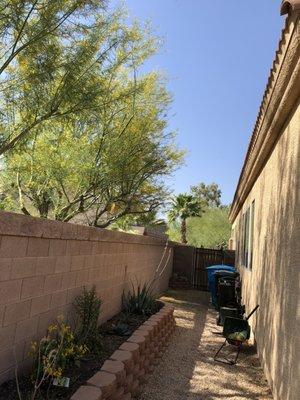 Yahweh tree and landscape