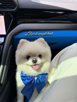 Henley Style Pet Grooming and Spa