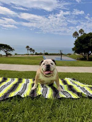 Belmont Heights Animal Hospital