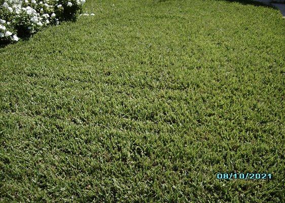 Priority Landscape & Tree Trimming