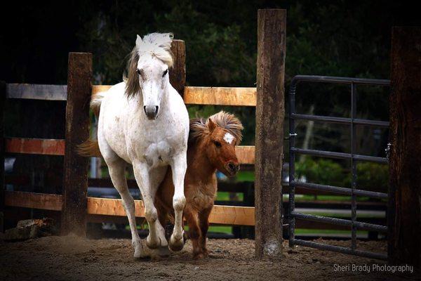 Villa Fleur de Lys- Horse boarding