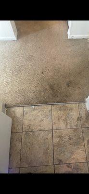 Apartment carpet from august 2022