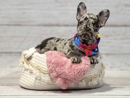 Find your perfect match at Petland Summerville.