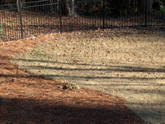 Atlanta Pine Straw