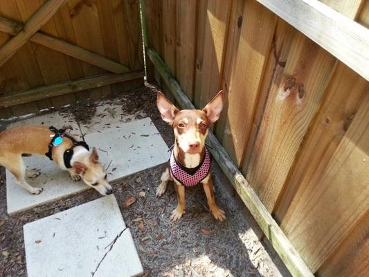 DYING to SURVIVE- life in a kill shelter