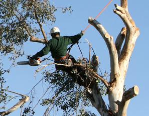 Above & Beyond Tree Service