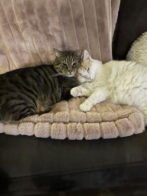 The Fat Puppy People Pet Sitting