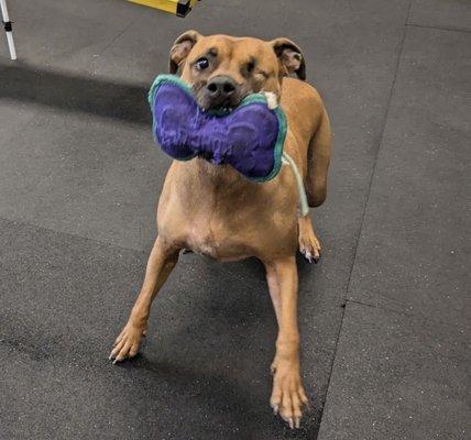 More individual playtime with Odie! His favorite activity while boarding.