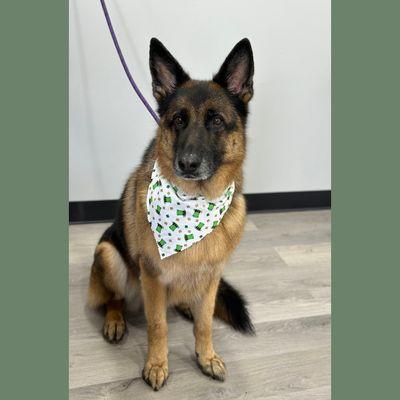 Sweet Kisses Pet Pawlor