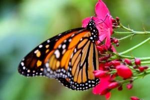 Chrysalis Wellness Services