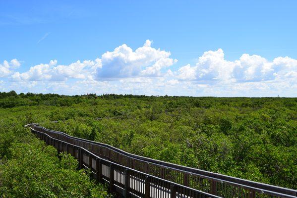 Tower Boardwalk at the Weedon Island Preserve
