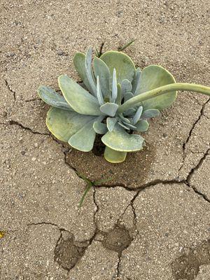 Pedro Nicholas Landscaping