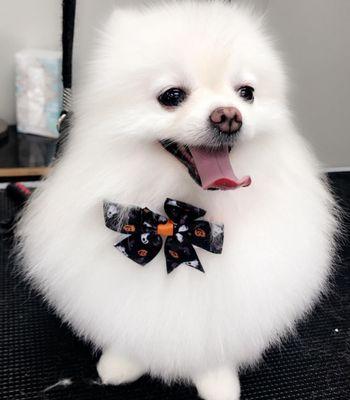 Floridas Finest Pets