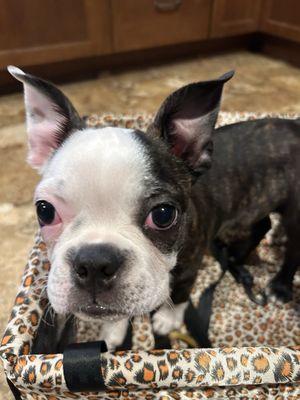 Eagle Animal Hospital at Liberty