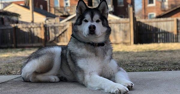 Sit Means Sit Dog Training - Bozeman