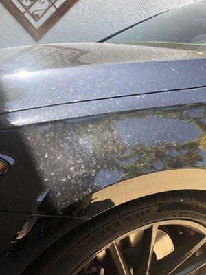 Reddy Teddy's Car Wash