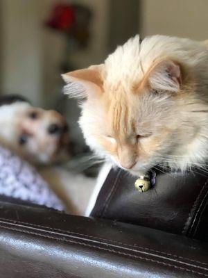 Minou during his prime, next to his bestie who both are now in forever heaven. Maria made his crossing peaceful and very dignified.