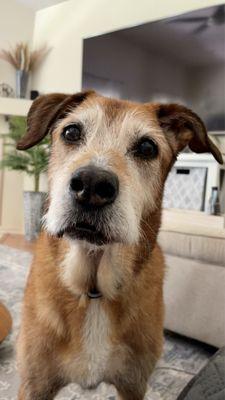 Armstrong Veterinary Hospital