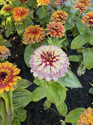 Valley View Garden Golf