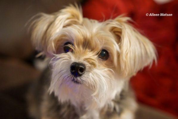 Precious Portraits by Aileen Watson