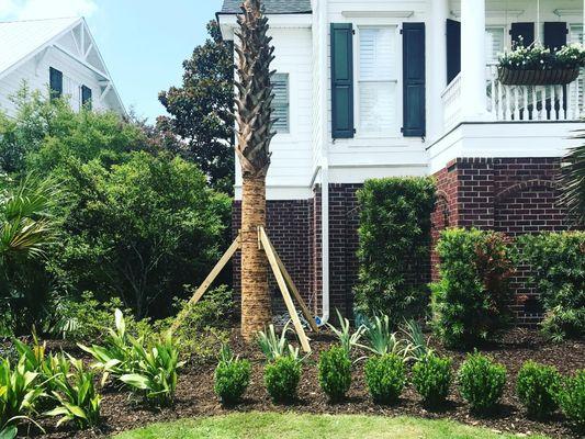 Charleston Tree Installers