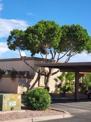 Butcher job by ABLM Landscaping