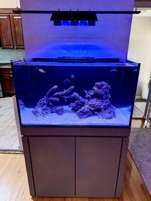 Custom reef aquarium