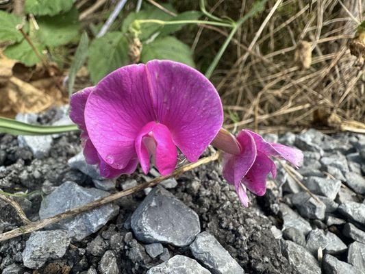 Pocahontas Exhibition Coal Mine