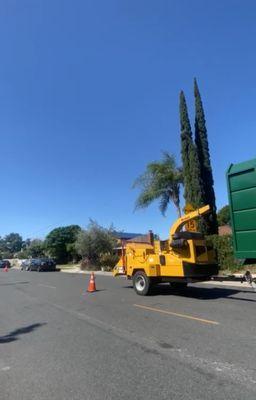 Special Tree Service