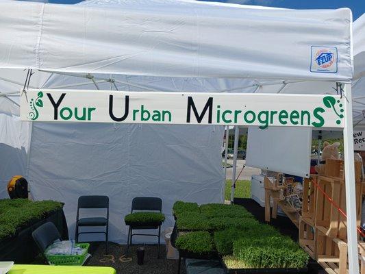 YUM Your Urban Microgreens