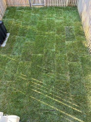 New sod in backyard