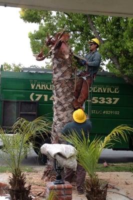 Vargas Tree Service