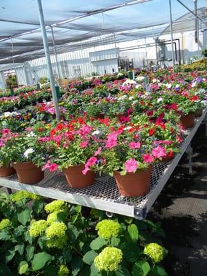 Summer flowers at Malmborg's in Rogers