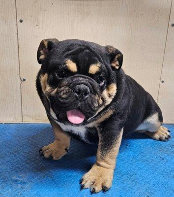 Happy Wags Transport