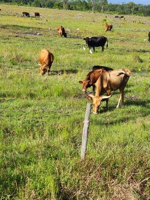 Lightsey Family Ranch