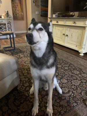 Lauren's Critter Care