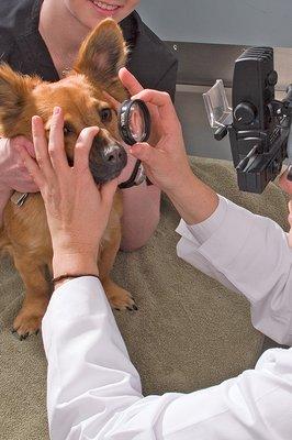 Eye Care for Animals - Pewaukee