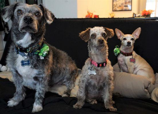 Lynn Parson Dog Training