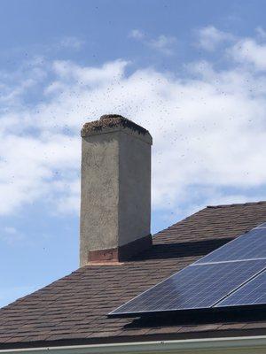 A1 Bee & Wasp Removal