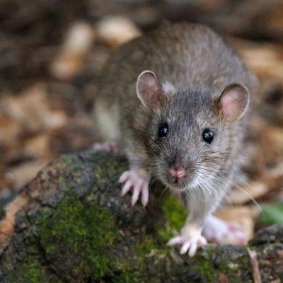 Make sure these unwanted guests stay out of your home this holiday season and the rest of the year. 
www.prodefensepestcontrol.com