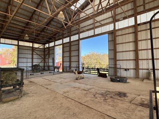 Black Barn Alpacas