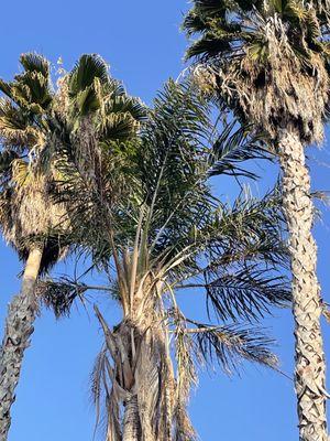 Santiago Tree Service