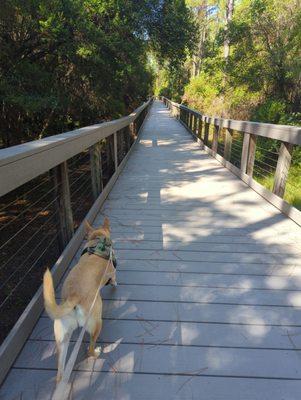 Bayou Marcus Birding Trail
