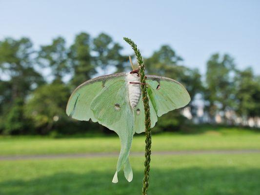 Luna moth