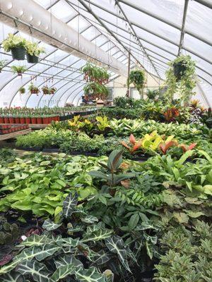 Cauley's Florist & Garden Center