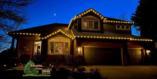 Bosnian Pine Tree Care And Landscaping