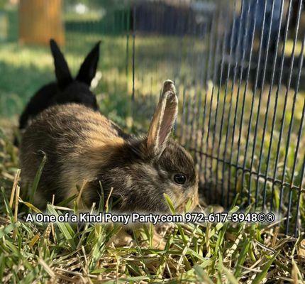 A One of a Kind Pony Party